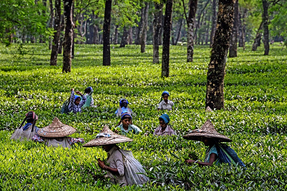Assam Tea Gardens